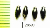 Gyrinidae sp.  Myanmar - INSECTS-STORE.RU