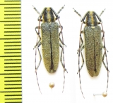 Agapanthia asphodeli  Spain - INSECTS-STORE.RU