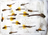 Odonata sp.  Russia, Tver reg. - INSECTS-STORE.RU