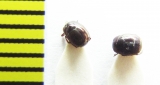Hypocaccus rubripes  Russia, Crimea - INSECTS-STORE.RU