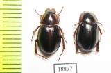 Hybosoridae sp.  Zambia - INSECTS-STORE.RU
