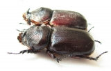 Oryctes rhinoceros  Thailand - INSECTS-STORE.RU