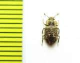Trachypholis sp.  Malaysia - INSECTS-STORE.RU