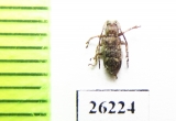 Cerambycidae sp.  Vietnam - INSECTS-STORE.RU