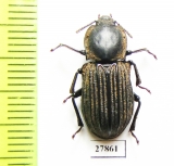 Tenebrionidae sp.  Australia - INSECTS-STORE.RU