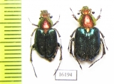 Amphicoma regalis  Laos - INSECTS-STORE.RU