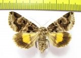 Chrysorithrum flavomaculata  Russia, Far East - INSECTS-STORE.RU