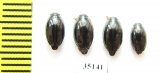 Gyrinidae sp.  Russia, Tver reg. - INSECTS-STORE.RU