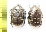 Protaetia brevitarsis  Russia, Far East - INSECTS-STORE.RU