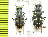 Calomera littoralis  Morocco - INSECTS-STORE.RU