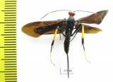 Ichneumonoidea sp.  Tanzania - INSECTS-STORE.RU