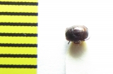 Hypocaccus rubripes  Russia, Crimea - INSECTS-STORE.RU