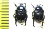Popillia sp.  Korea - INSECTS-STORE.RU