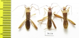 Hemiptera sp.  Thailand - INSECTS-STORE.RU