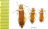 Cerambycidae sp.  South Africa Rep. - INSECTS-STORE.RU