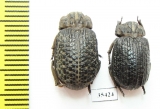Trogidae sp.  Mexico - INSECTS-STORE.RU