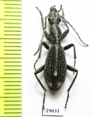 Cypholoba sp.  Tanzania - INSECTS-STORE.RU