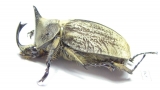 Lycomedes buckleyi, male  Ecuador - INSECTS-STORE.RU