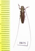 Cerambycidae sp.  Malaysia, Borneo - INSECTS-STORE.RU