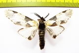 Notodontidae sp.? Laos - INSECTS-STORE.RU