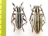 Dorcadion absinthium absinthium, pair  Kazakhstan - INSECTS-STORE.RU