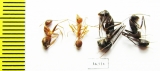 Formicidae sp.  India - INSECTS-STORE.RU