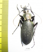 Carabus (Coptolabrus) jankowskii fusanus, male  S.Korea - INSECTS-STORE.RU