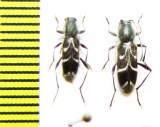 Chlorophorus sartor, pair  Russia, Krasnodar reg. - INSECTS-STORE.RU
