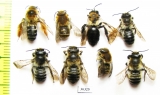 Hymenoptera sp.  Russia, Tver reg. - INSECTS-STORE.RU