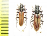 Cerambycidae sp., pair  Malawi - INSECTS-STORE.RU