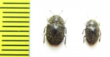 Trachypholis sp.  Philippines - INSECTS-STORE.RU