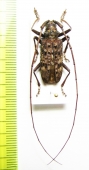 Monochamus alternatus  Laos - INSECTS-STORE.RU