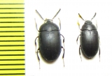 Platydema sp.  India, Indonesia - INSECTS-STORE.RU