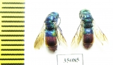 Chrysididae sp.  Russia, Tver reg. - INSECTS-STORE.RU