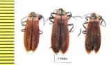 Lycidae sp.  Russia, Far East - INSECTS-STORE.RU