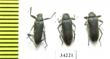 Elmidae sp.  Ethiopia - INSECTS-STORE.RU