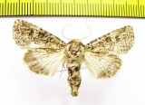Conisania arida  Russia, Altai reg. - INSECTS-STORE.RU