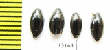 Gyrinidae sp.  Russia, Tver reg. - INSECTS-STORE.RU