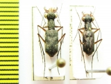 Odontocheila sp.  Peru - INSECTS-STORE.RU