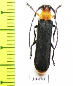 Oberea sp.  China, Sichuan prov. - INSECTS-STORE.RU