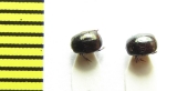 Hypocaccus rugifrons subtilis  Russia, Crimea - INSECTS-STORE.RU