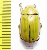 Chrysina sp.  Costa Rica - INSECTS-STORE.RU