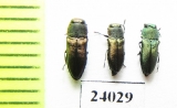 Anthaxia sp.  Turkey - INSECTS-STORE.RU