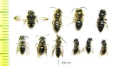 Hymenoptera sp.  Russia, Tver reg. - INSECTS-STORE.RU