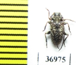 Cerambycidae sp.  South Africa Rep. - INSECTS-STORE.RU