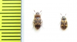 Mycetophagidae, Mycetophagus piceus  Russia, Tver reg. - INSECTS-STORE.RU