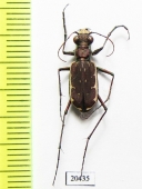 Cicindelinae sp.  Madagascar - INSECTS-STORE.RU