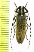 Agapanthia alexandris  Kazakhstan - INSECTS-STORE.RU