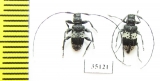 Leiopus punctulatus, pair  Russia, Tver reg. - INSECTS-STORE.RU