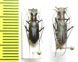 Odontocheila chrysis, pair  Peru - INSECTS-STORE.RU